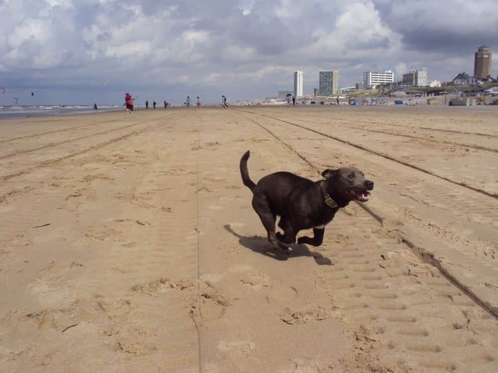 Chorwacja z psem: plaże, zasady, wjazd