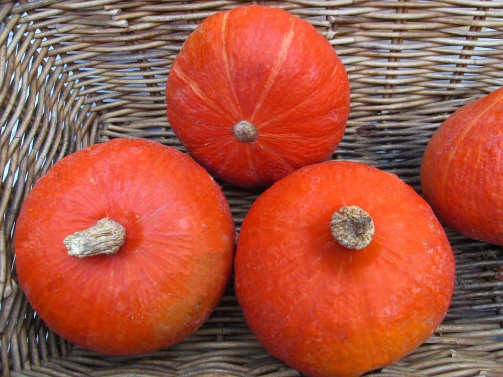 Bučijada 2026 in Ivanić-Grad: 2 to 4 October, pumpkin fair, concerts and how to get there from Zagreb