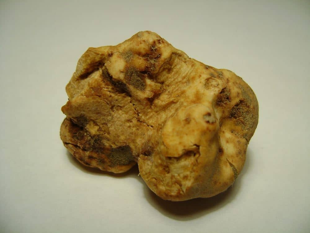 Weißer Trüffel (Tuber magnatum) auf hellem Untergrund