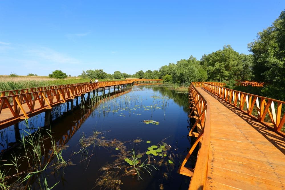 Kopački rit in autumn: the red deer rut, the bird migration, the boat trips and the 2026 prices of Croatia's great floodplain