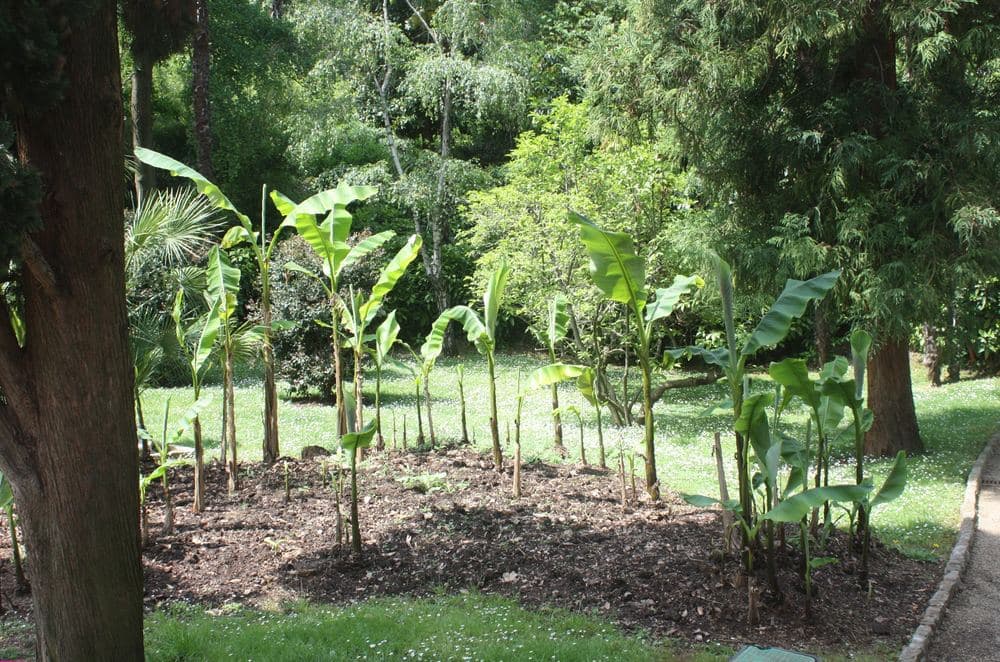 Angiolina Park