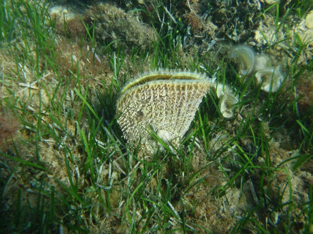 Zatoka Zambratija