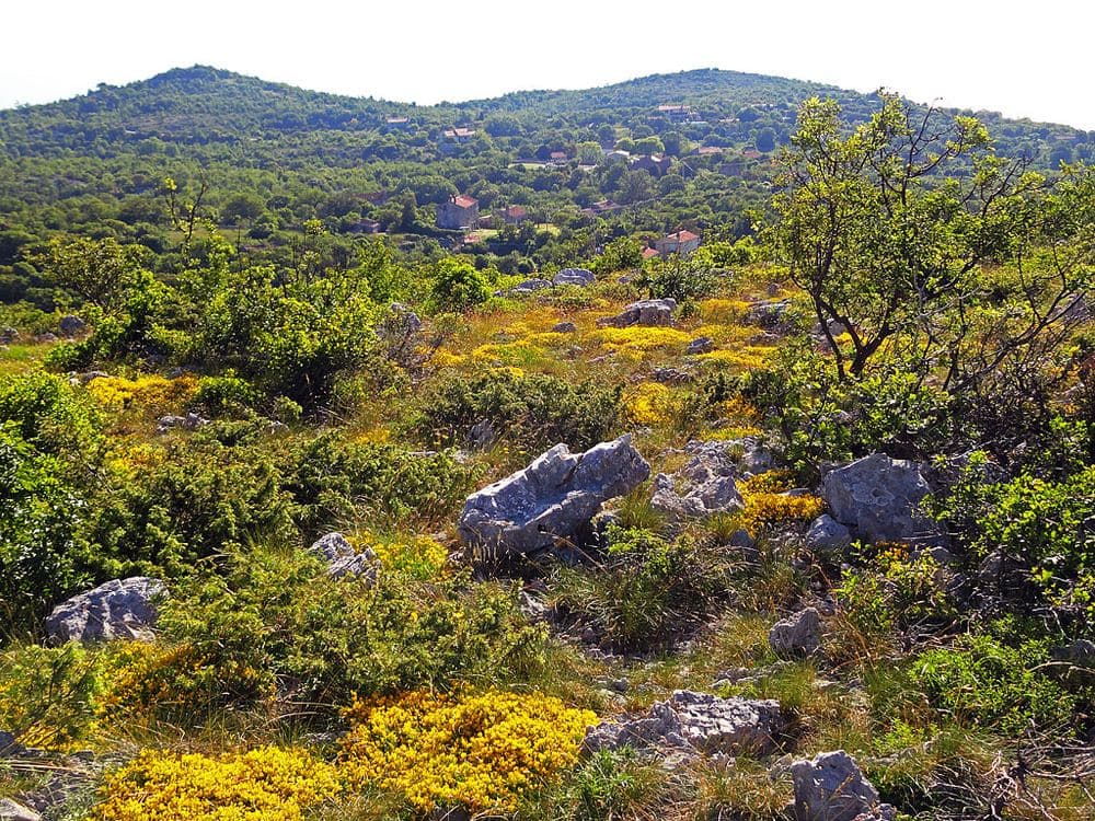 Skitača