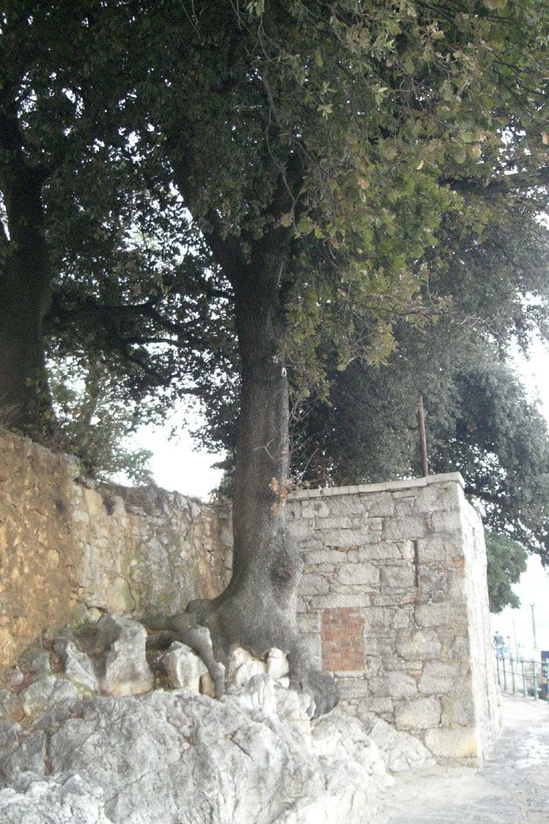 Lungomare Volosko Section
