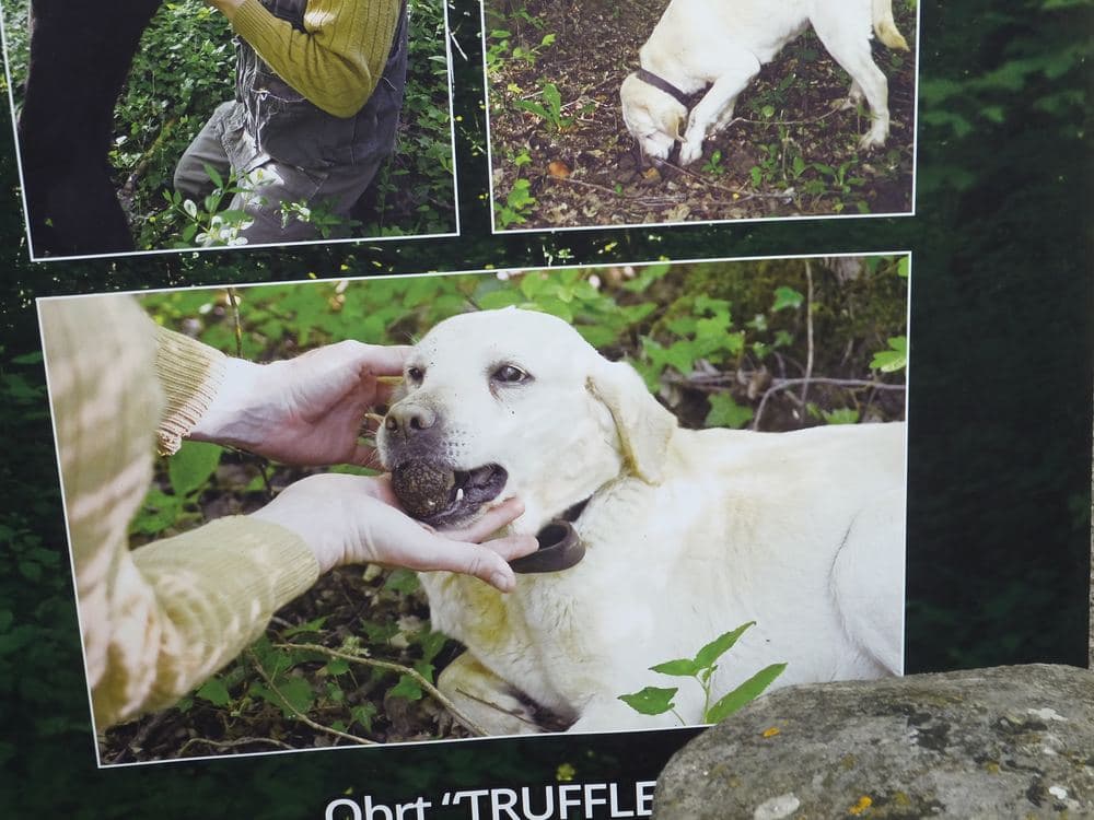 Motovun Forest & Truffle Hunting