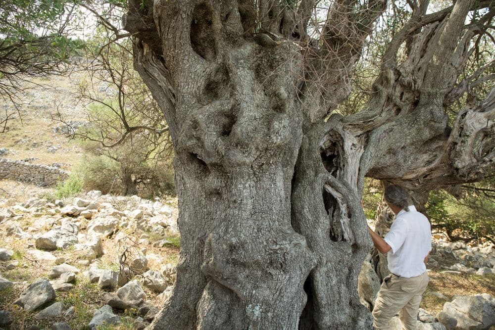 The wild olive groves of Lun on Pag, some trees 1,500 years old