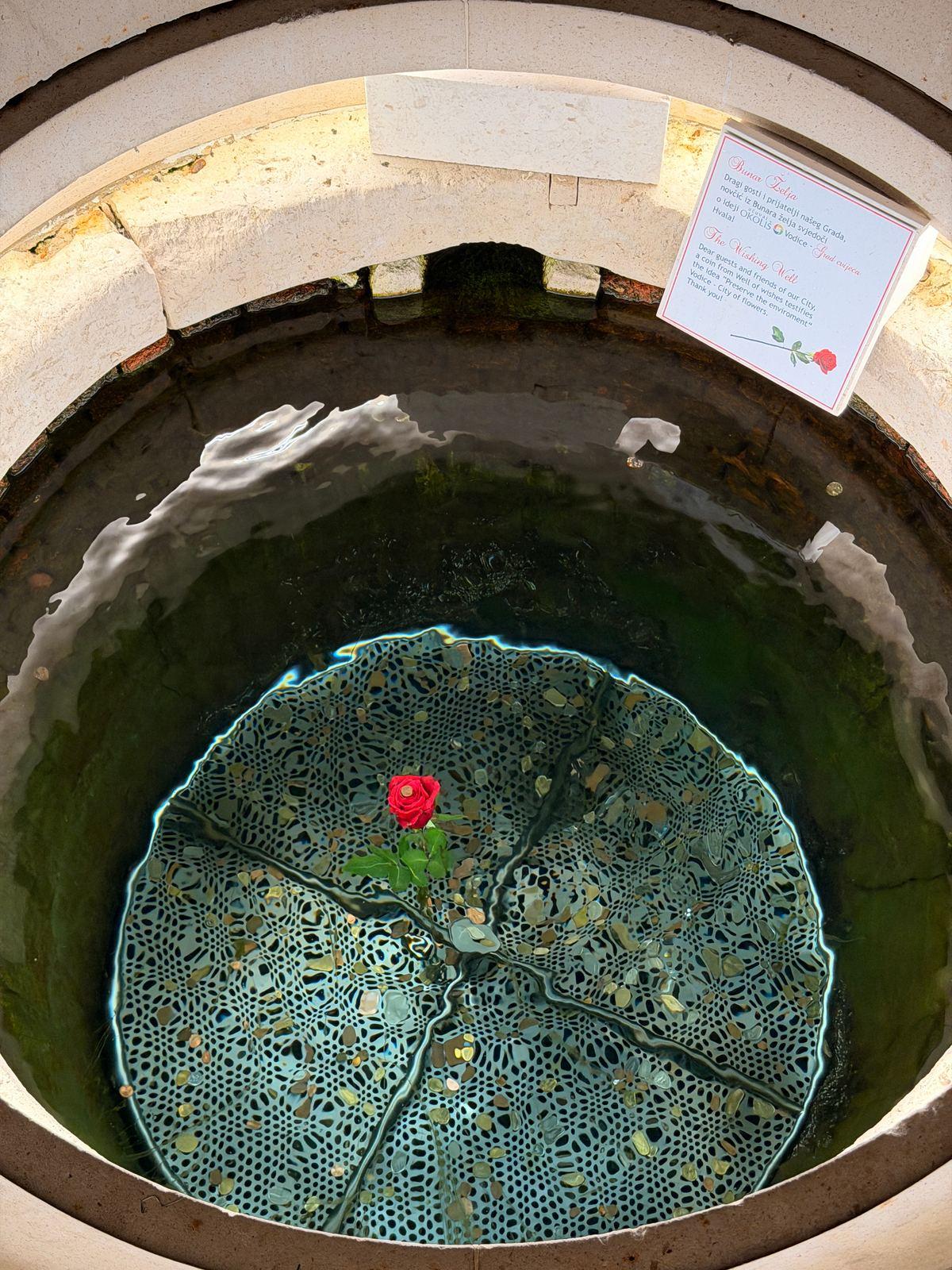 Blick in den Wunschbrunnen von Vodice: ein Spitzennetz voller Münzen und eine rote Rose