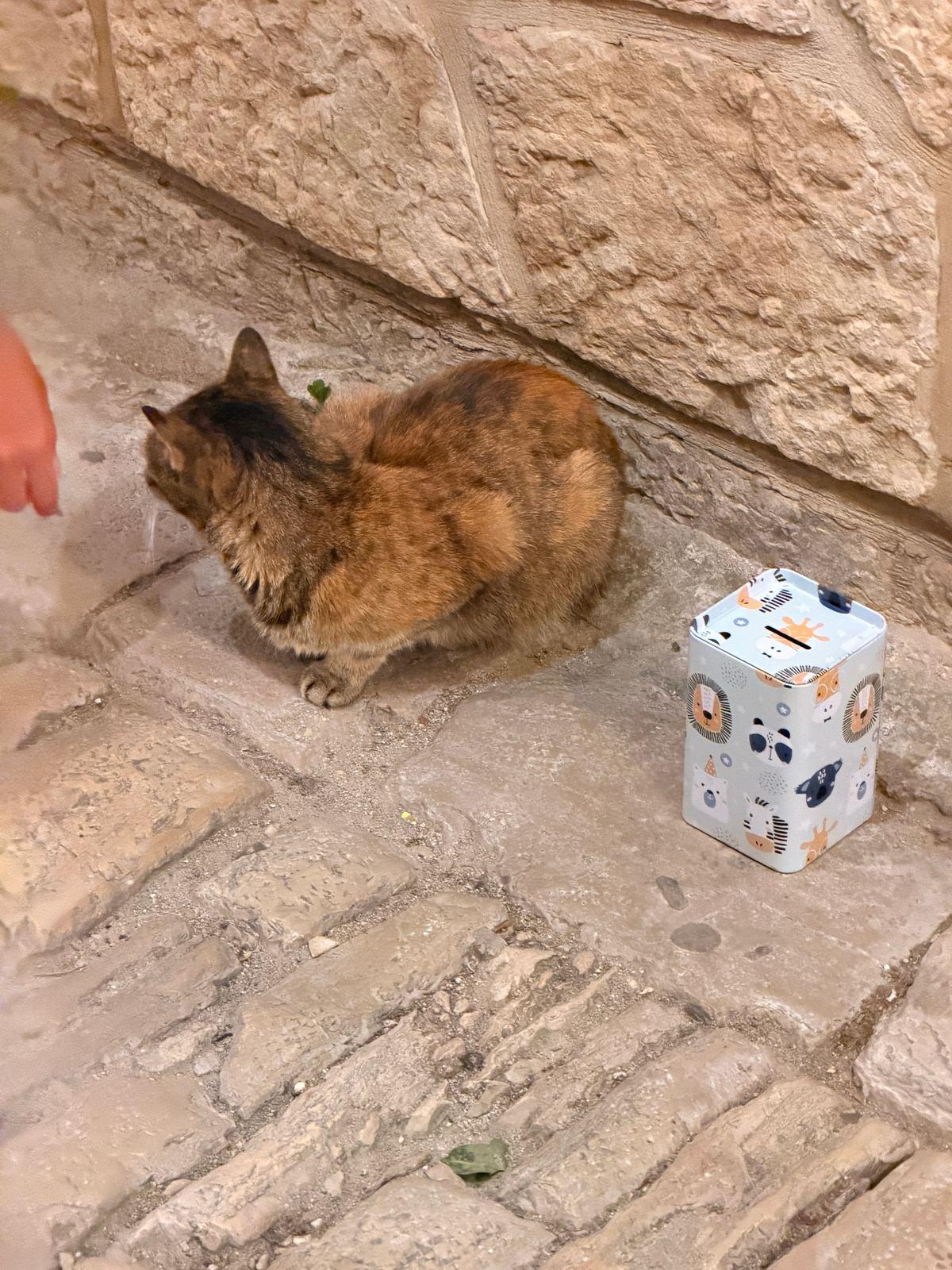 Eine Katze auf dem Kopfsteinpflaster einer Gasse in Vodice, daneben eine Spendendose