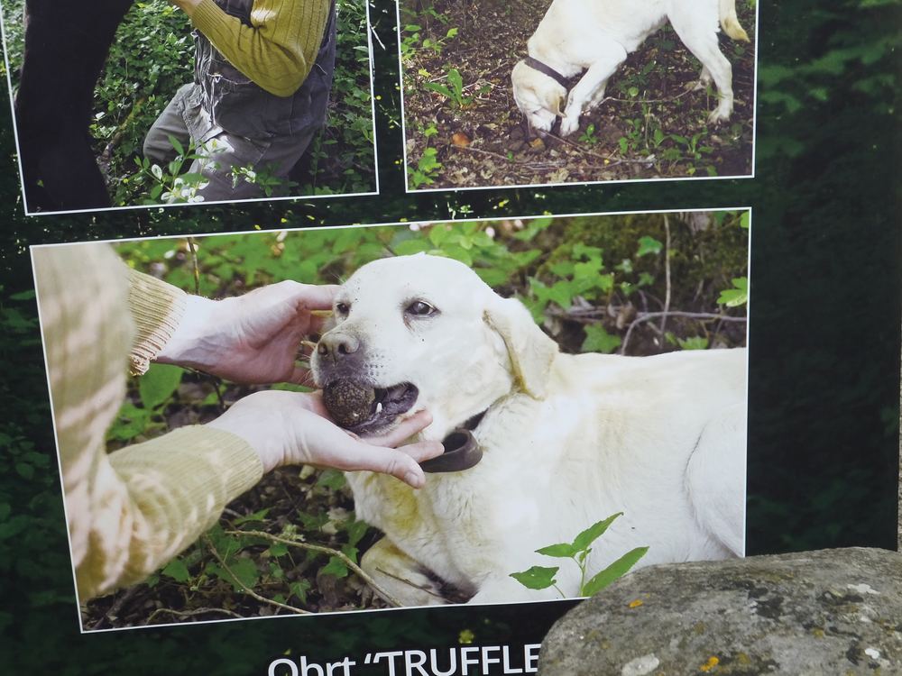 Motovun Forest & Truffle Hunting