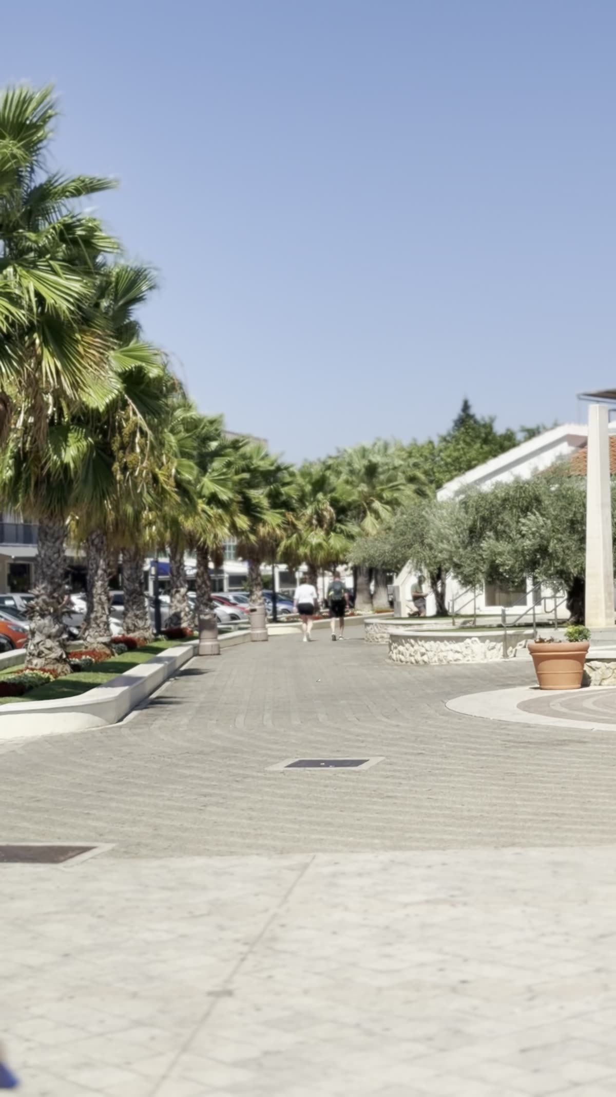 The palm-lined walk