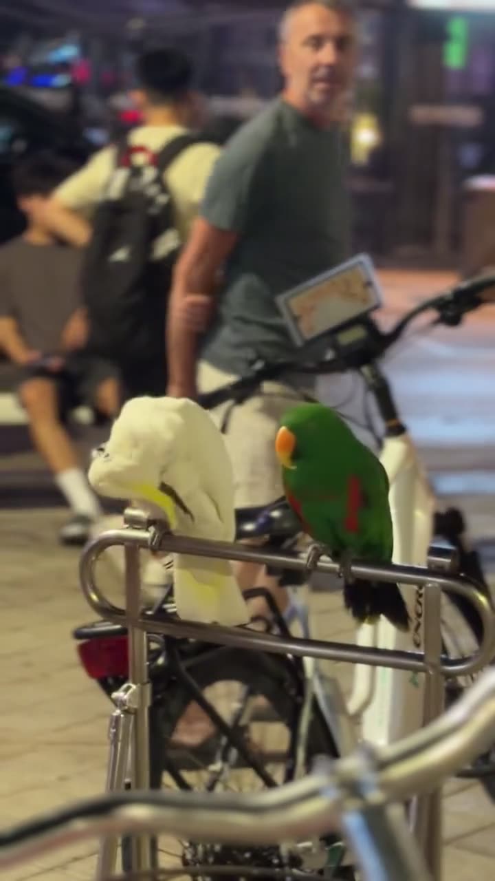 Parrots on the promenade